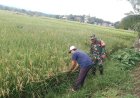 Babinsa Pasanggrahan Cek Ketersediaan Air dan Bersihkan Gulma di Lahan Pertanian